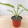 Philodendron "Jose Buono" #PJB-9-A - Image 6