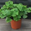 Oxalis triangularis green BULBS - Image 2