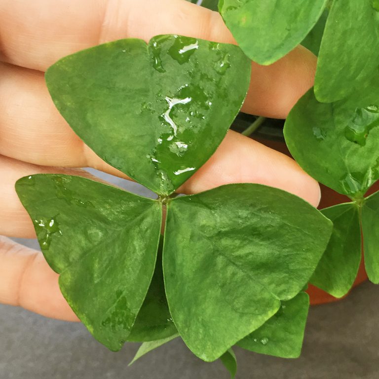 Oxalis Triangularis Green BULBS Odd Spot Plants oxalis-triangularis-green-bulbs-odd-spot-plants