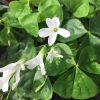 Oxalis triangularis green BULBS