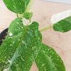 Philodendron "Jose Buono" - Image 3