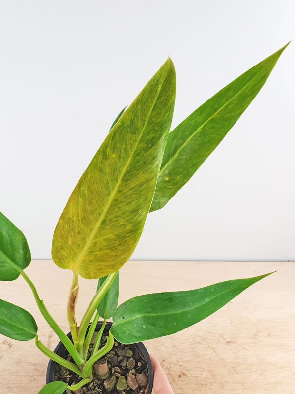 Philodendron "Lemon Twist"