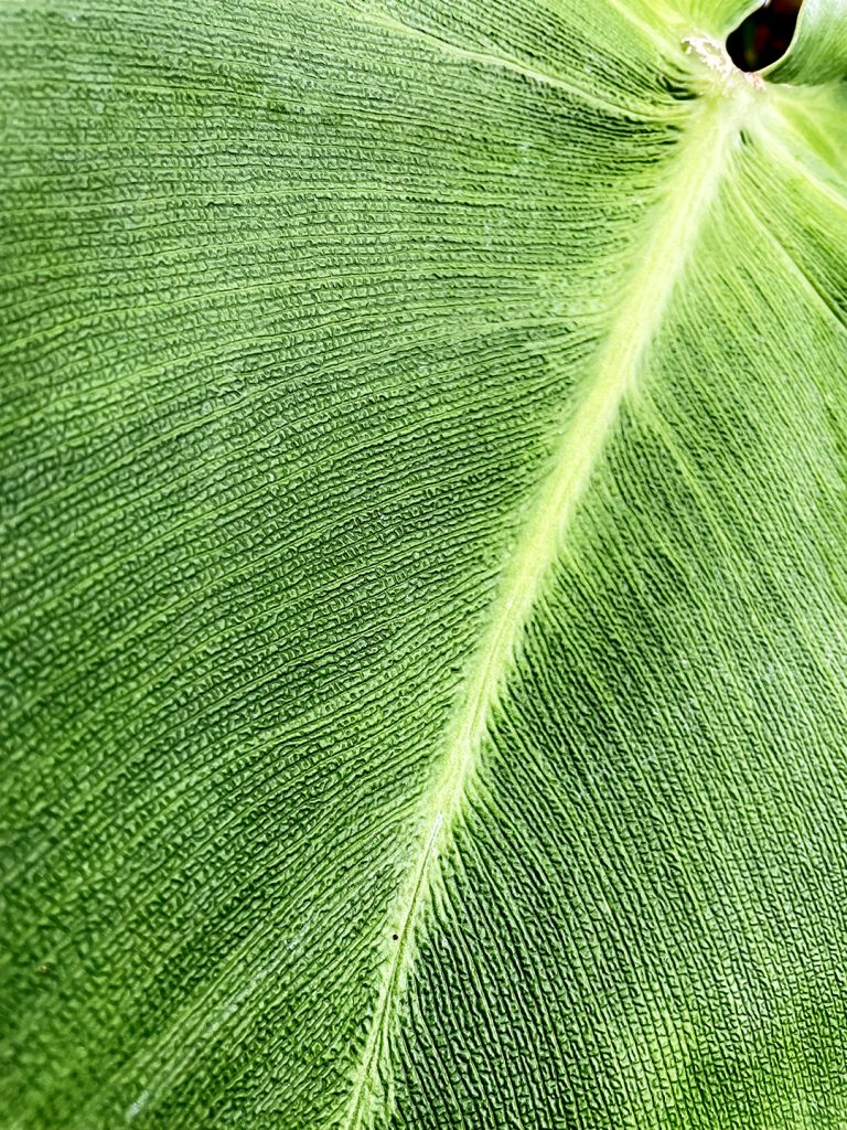 Philodendron rugosum - Odd Spot Plants