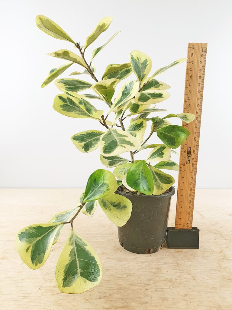 Variegated Ficus triangularis - Odd Spot Plants