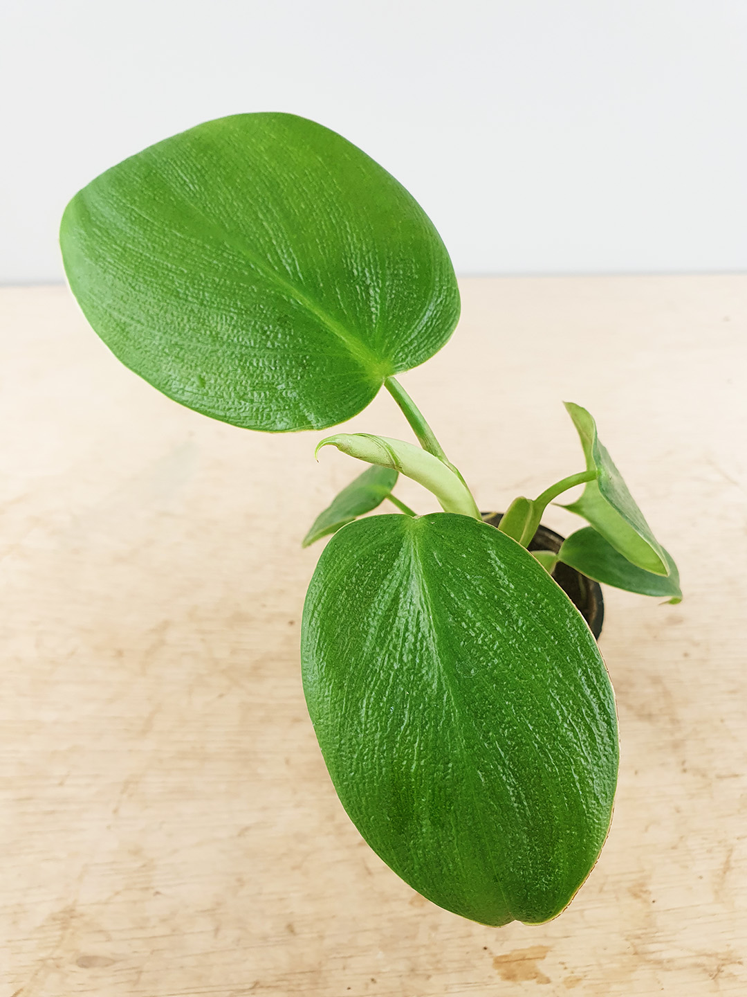Philo Rugosum Philodendron rugosum - Odd Spot Plants