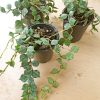 Variegated Hoya curtisii - Image 7
