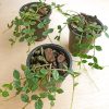 Variegated Hoya curtisii - Image 8