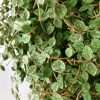 Variegated Hoya curtisii