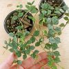 Variegated Hoya curtisii - Image 6