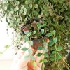 Variegated Hoya curtisii - Image 2