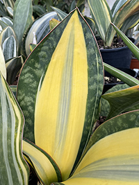 Variegated Sansevieria Masoniana also known as Variegated Whale Fin Plant