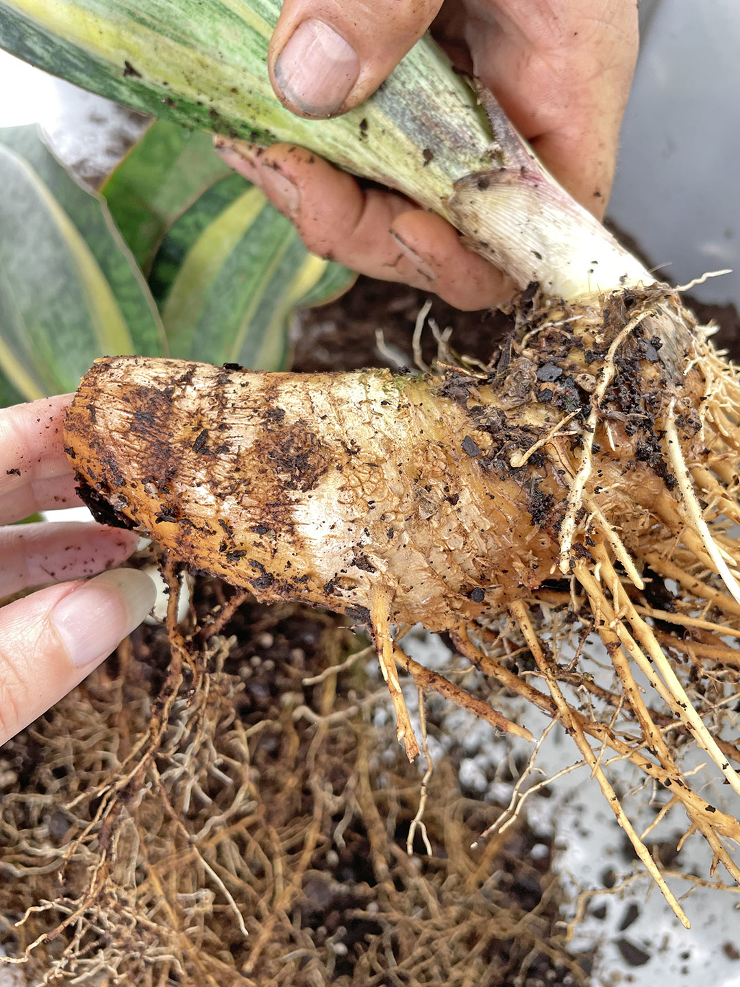 Growing Variegated Sansevieria masoniana (aka Variegated Whale Fin