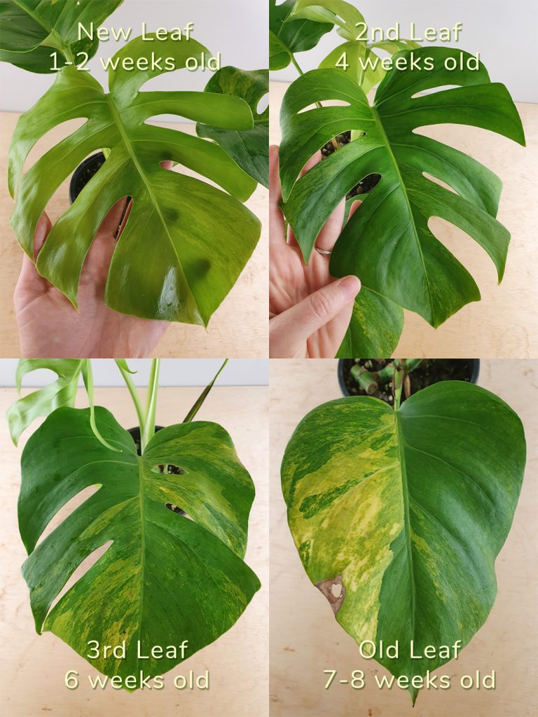 Variegated Monstera deliciosa 'Aurea' Odd Spot Plants
