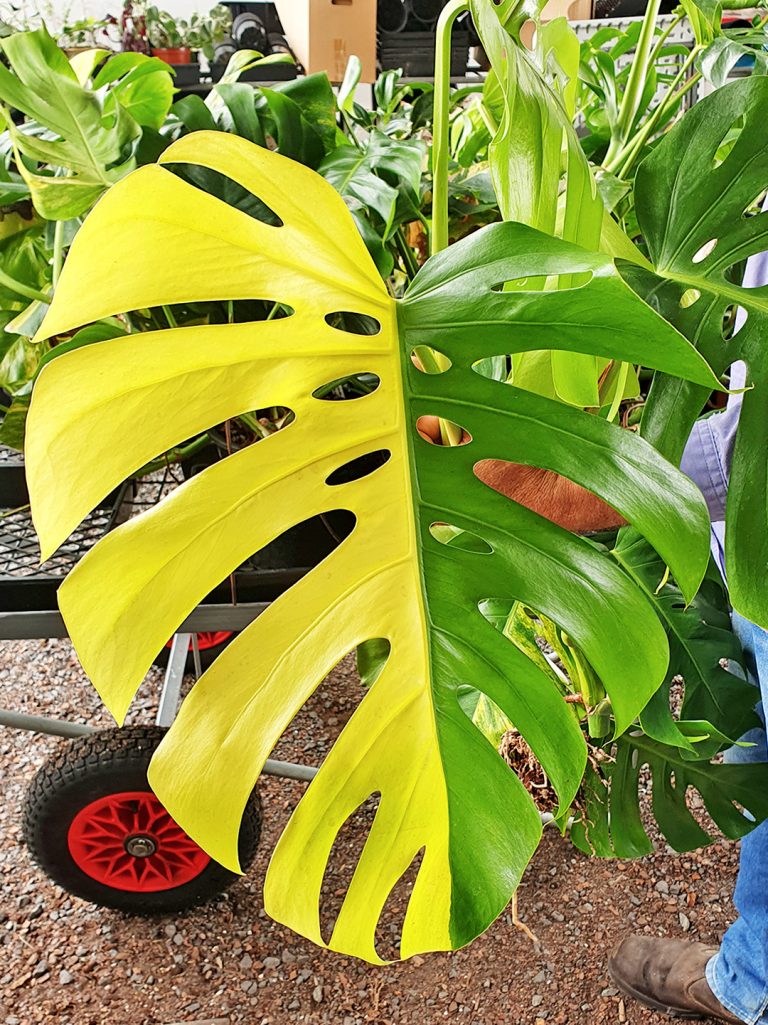 Variegated Monstera deliciosa 'Aurea' Odd Spot Plants