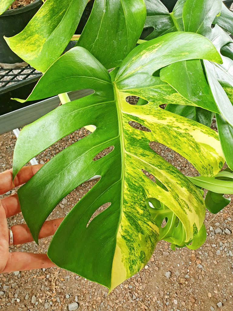 Variegated Monstera deliciosa 'Aurea' Odd Spot Plants