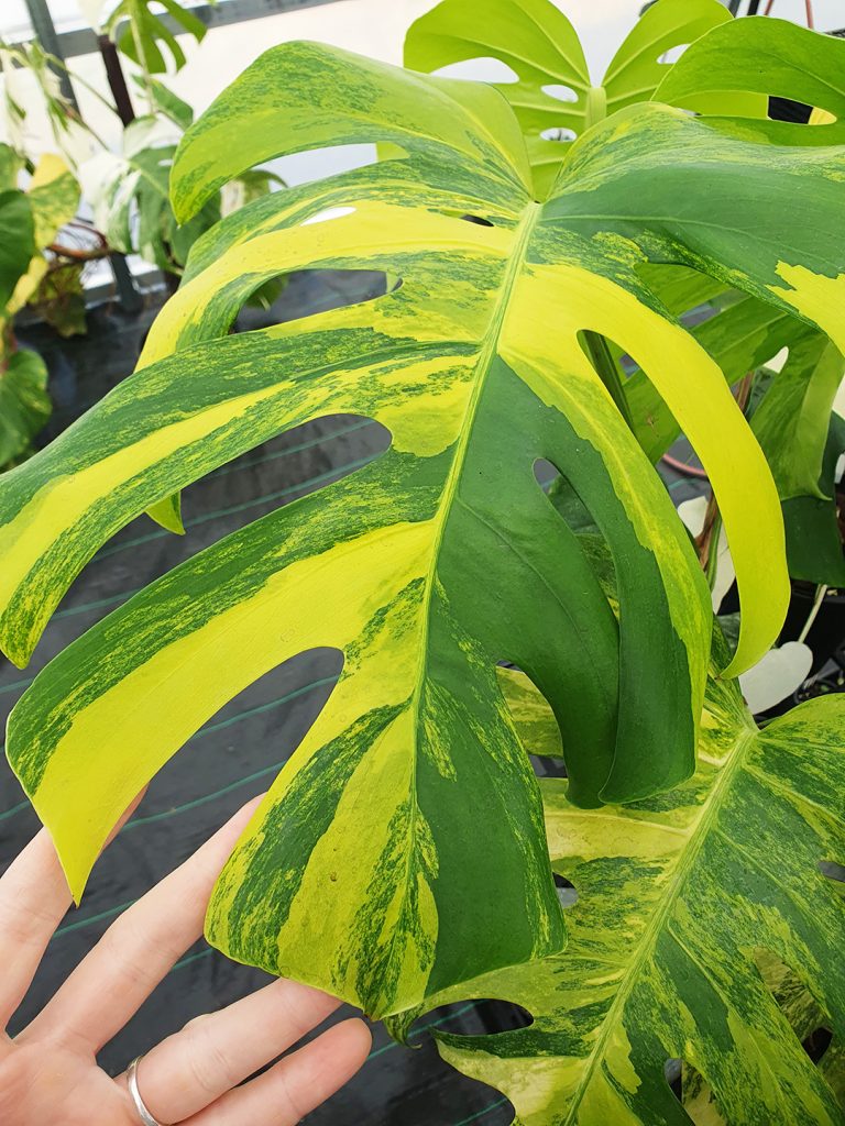 Variegated Monstera deliciosa 'Aurea' Odd Spot Plants