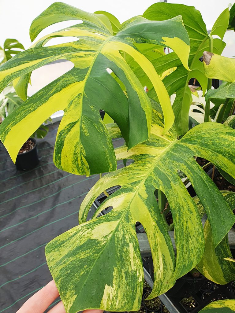 Variegated Monstera deliciosa 'Aurea' Odd Spot Plants