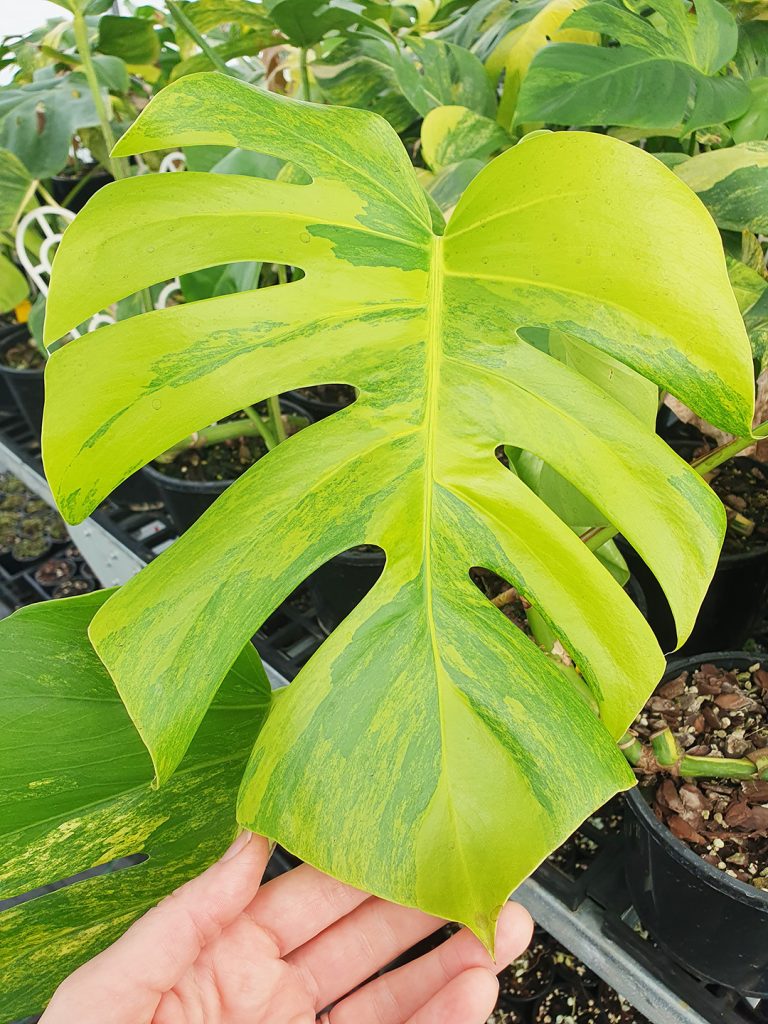 Variegated Monstera deliciosa 'Aurea' Odd Spot Plants