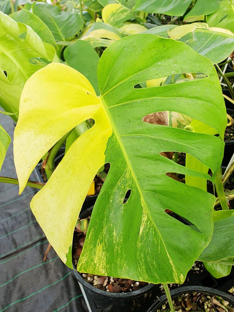 Variegated Monstera deliciosa 'Aurea' Odd Spot Plants