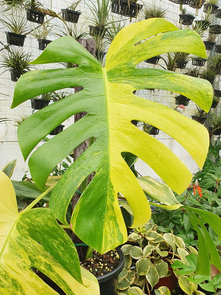 Variegated Monstera deliciosa 'Aurea' Odd Spot Plants