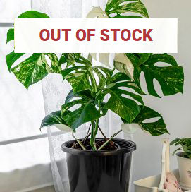 Variegated Monstera deliciosa borsigiana