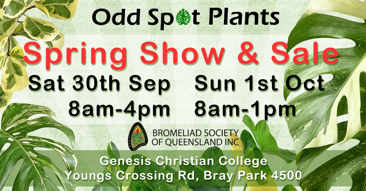 Odd Spot Plants will be at the Brom Show Saturday 30th September 8am-4pm Sunday 1st October 8am-1pm - At Genesis Christian College (In the Sports Hall) Youngs Crossing Rd, Bray Park Queensland