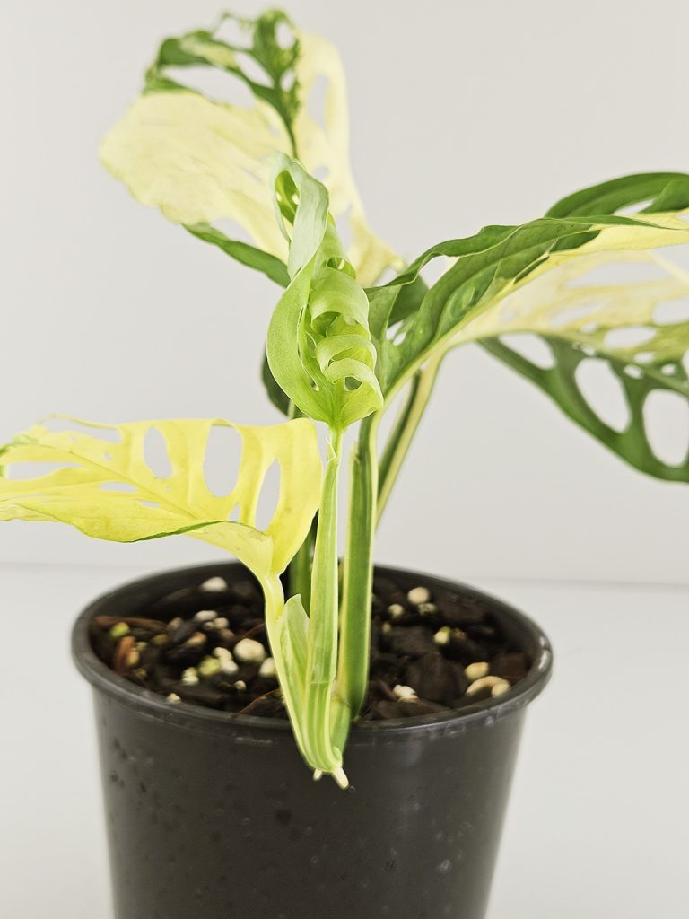 Variegated Monstera adansonii Odd Spot Plants
