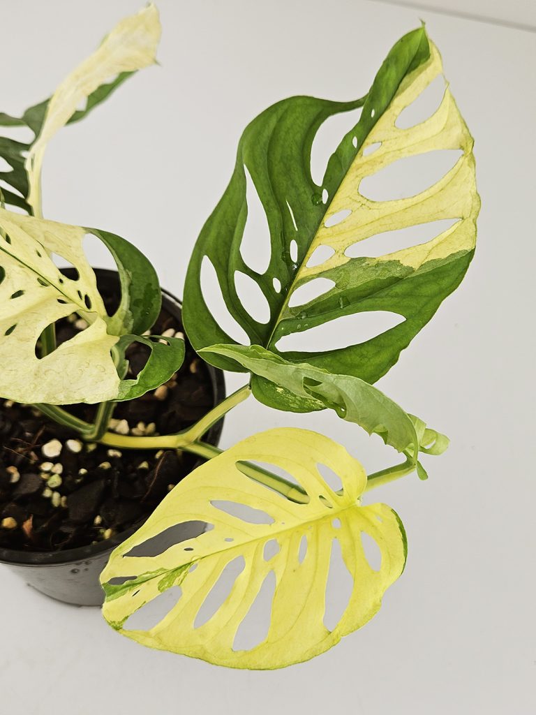 Variegated Monstera adansonii Odd Spot Plants