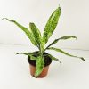 Dracaena cantleyi #DC-39-B - Odd Spot Plants