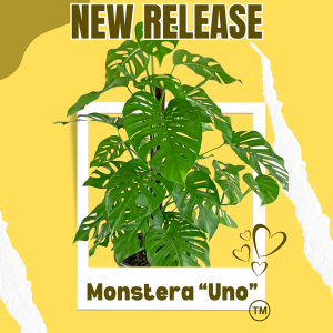Monstera "Uno" - a new hybrid Monstera
