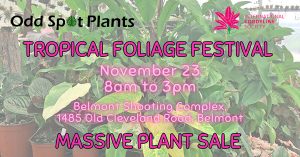 Tropical Foliage Festival - 23 November 2024 - 8am to 3pm - Belmont Shooting Complex, 1485 Old Cleveland Rd, Belmont, Brisbane