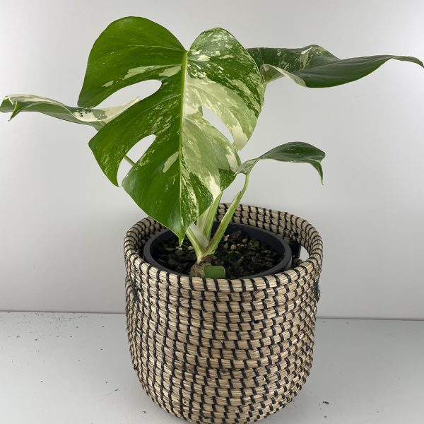 Variegated Monstera #24-11 - Image 2