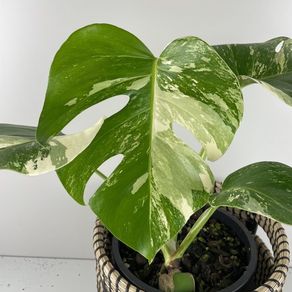 Variegated Monstera #24-11 - Image 3