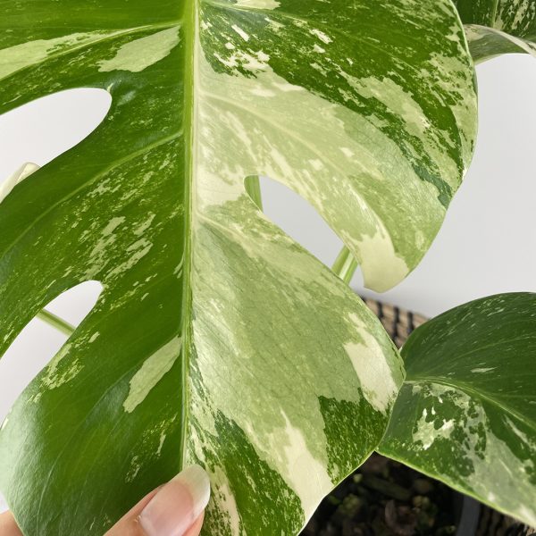 Variegated Monstera #24-11
