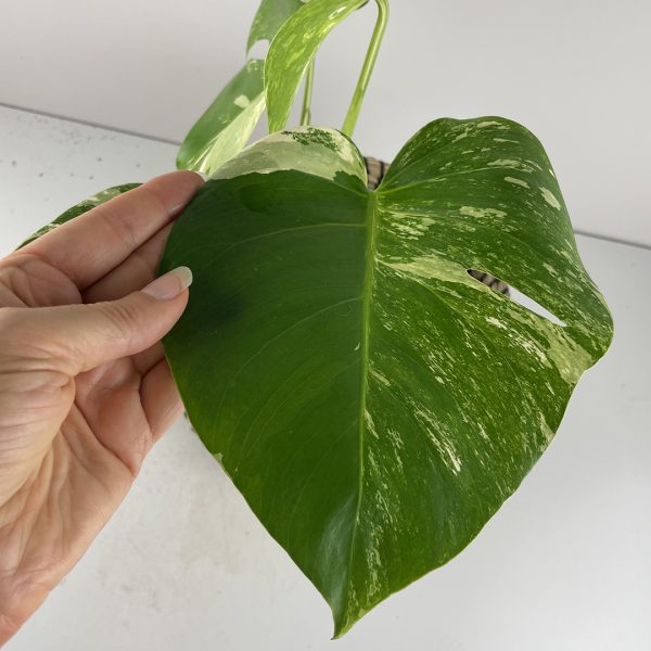 Variegated Monstera #24-11 - Image 5