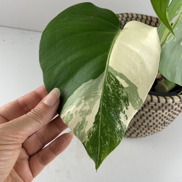 Variegated Monstera #24-11 - Image 6