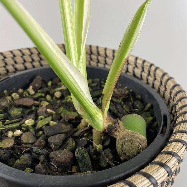 Variegated Monstera #24-11 - Image 7