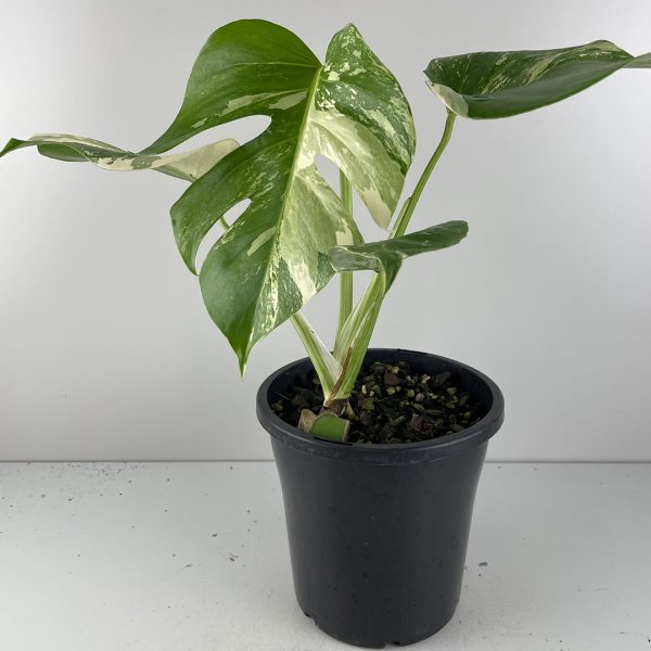 Variegated Monstera #24-11 - Image 8
