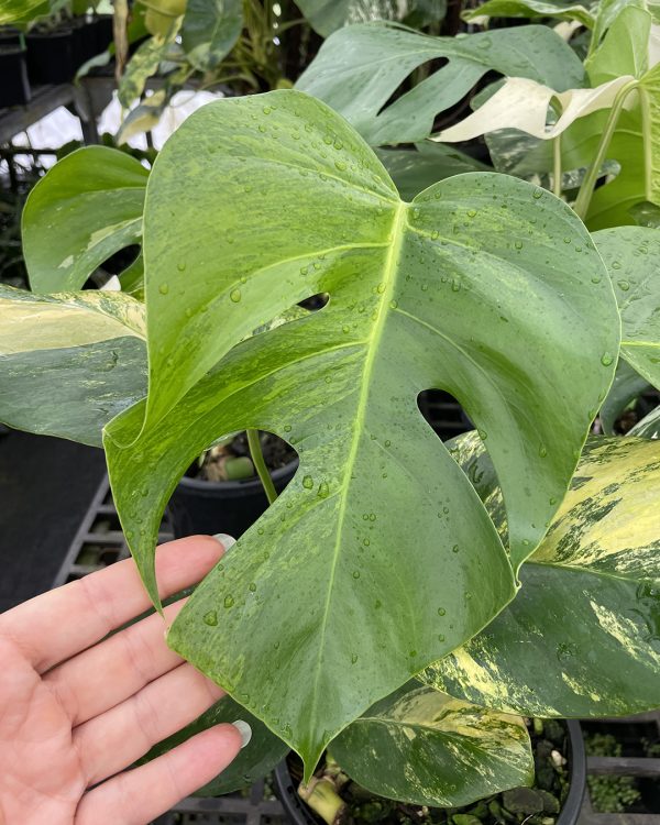 Variegated Monstera 'Aurea' #Aurea-A - Image 3