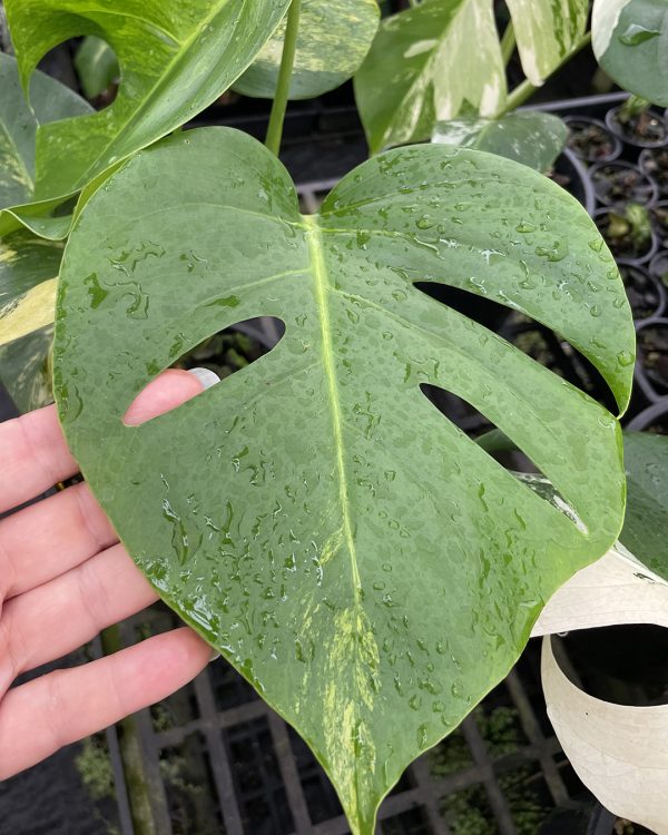 Variegated Monstera 'Aurea' #Aurea-A - Image 4