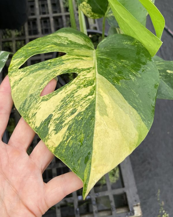 Variegated Monstera 'Aurea' #Aurea-A