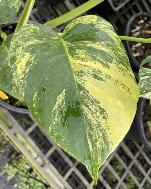 Variegated Monstera 'Aurea' #Aurea-A - Image 6