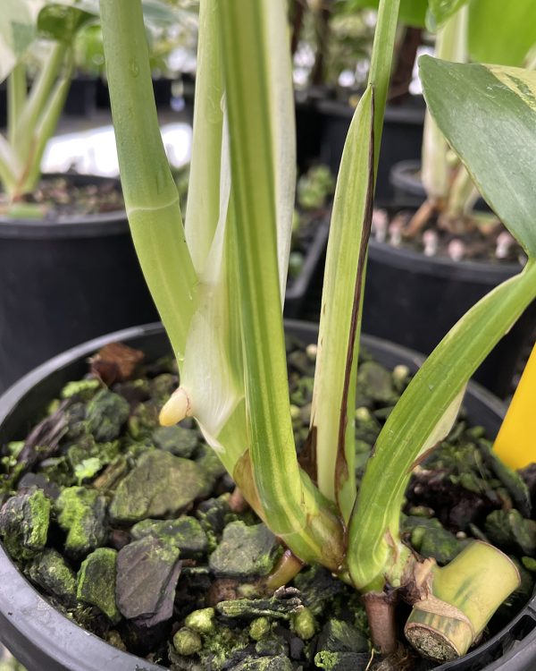 Variegated Monstera 'Aurea' #Aurea-A - Image 9