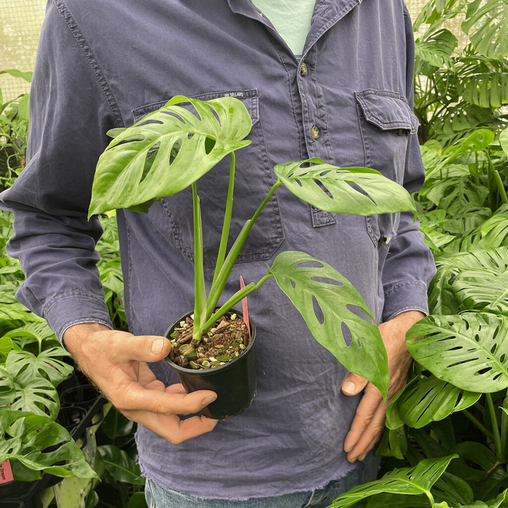 Size of Monstera Aussie Dream being offered