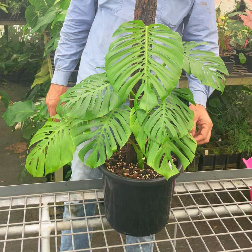 A medium sized Monstera growing up a totem.