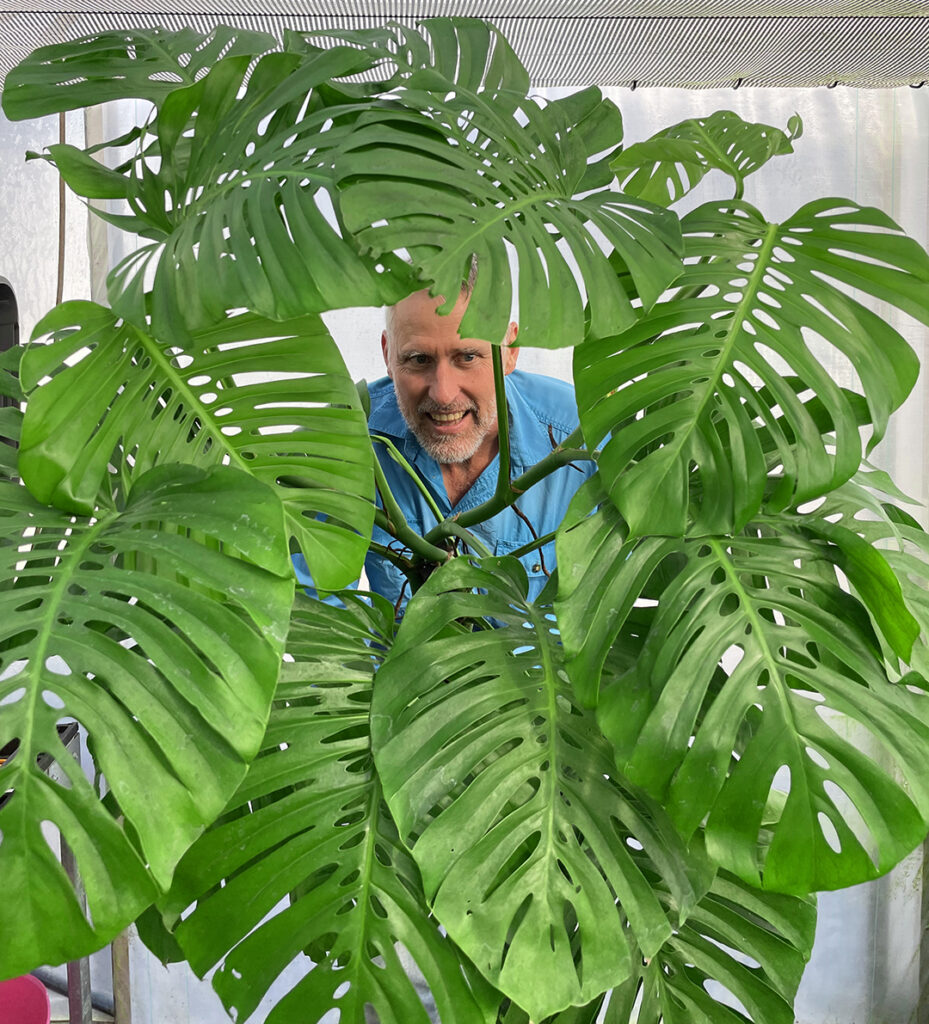 Neil looking through the Monstera Aussie Dream