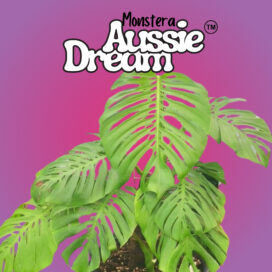 Mature Monstera Aussie Dream in a pot on a bright pink purple background.